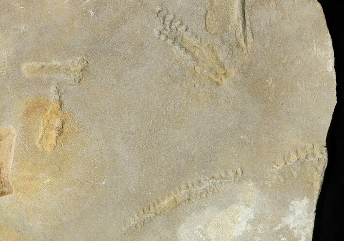 Cruziana (Fossil Trilobite Trackway) - Morocco #49199